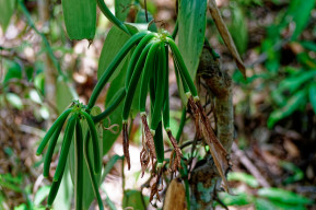 Vanilla or how to link conservation and sustainable development in Mananara-Nord, Madagascar