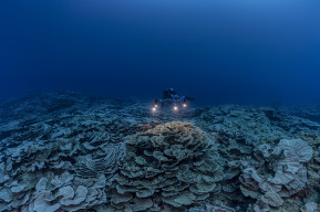 Coral reefs: A chronicle of a fragile world