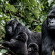 Gorilles de Moutanis du Parc de Virunga