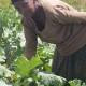 Picture of a woman gardening in a vegetable garden in Uganda