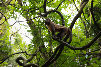 A monkey in the Amazon forest,  Guarani village, Mata Atlântica Biosphere Reserve, Brazil