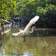 White Egret in a mangrove forest in Nicaragua