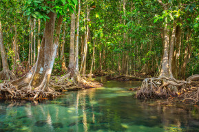 Международный день сохранения мангровых экосистем