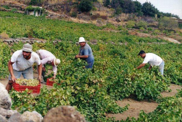 Traditional agricultural practice of cultivating the ‘vite ad alberello’ Pantelleria