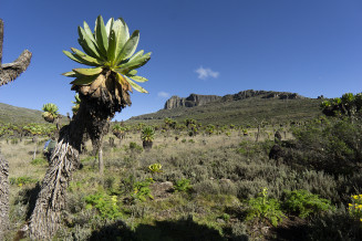 Mount Elgon Transboundary Biosphere Reserve (Kenya, Uganda) has an exceptional diversity of ecosystems as well as plant and animal species