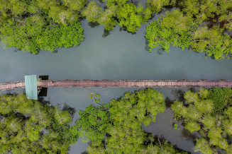 Sendero en el manglar, Reserva de Biosfera Tribugá-Cupica-Baudó, Colombia
