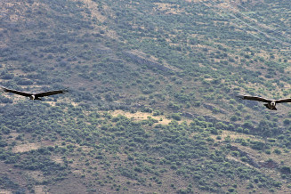 Cóndor Andino (Vultur gryphus), Reserva de Biosfera Bicentenario – Ayacucho, Perú