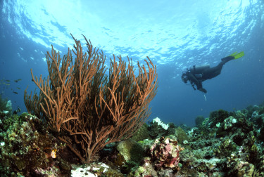 L'archipel de Spermonde sert de centre pour la conservation des écosystèmes des récifs coralliens. Cette photo a été prise près de l'île de récif de Kapoposang, dans le Géoparc mondial UNESCO de Maros Pangkep, en Indonésie