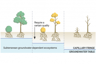 Terrestrial groundwater-dependent ecosystems
