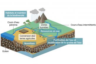 Les écosystèmes dépendant des eaux souterraines assurent de nombreux services écosystémiques