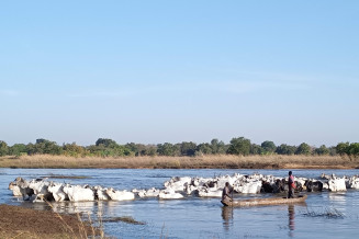 Transhumance du bétail dans la Réserve de biosphère du Complexe des aires protégées du Nord-Est de la République centrafricaine, République centrafricaine