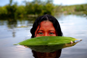 An indigenous solution to deforestation in the Amazon