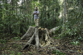 Papuan chief Mundiya Kepanga: The voice of ancient trees
