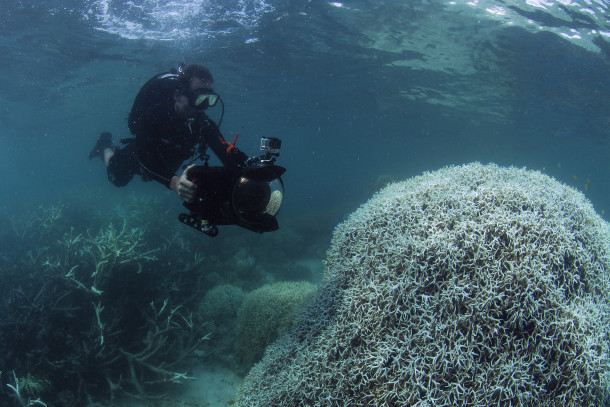 Coral bleaching on Lizard Island, Great Barrier Reef, 2015