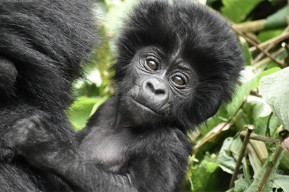 Africa: Mountain gorillas make a comeback 