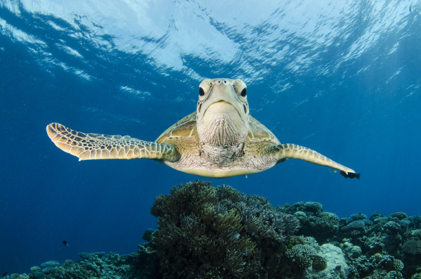 Green Sea Turtle Swims Over Great Barrier Reef