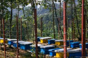 Empowering Rwandan Women: UNESCO - Guerlain's Women for Bees Programme