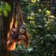 Adult orangoutan with baby on Borneo (Kalimantan) Island