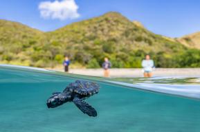 Saint-Kitts-et-Nevis s’engage dans un nouveau plan de restauration écologique