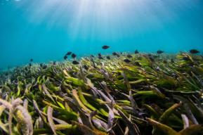 Scientists point the way to enhance conservation and restoration of essential marine life