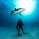 Picture of Rodrigo Thome in a scuba suit underwater, standing on a sandy ocean floor, with sharks swimming above him and in the background