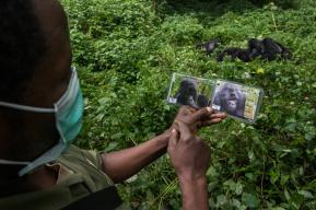 UNESCO supports the development of a regional contingency plan for protecting mountain gorillas, conservation personnel, tourists and park adjacent communities from SARS CoV-2