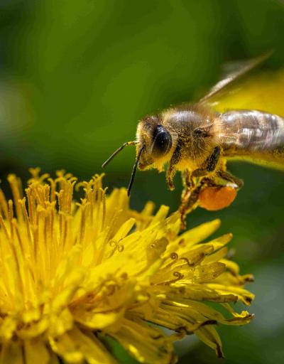 Bee pollinating flower in Central Balkan Biosphere Reserve