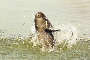 Protecting cetaceans in the Yangtze